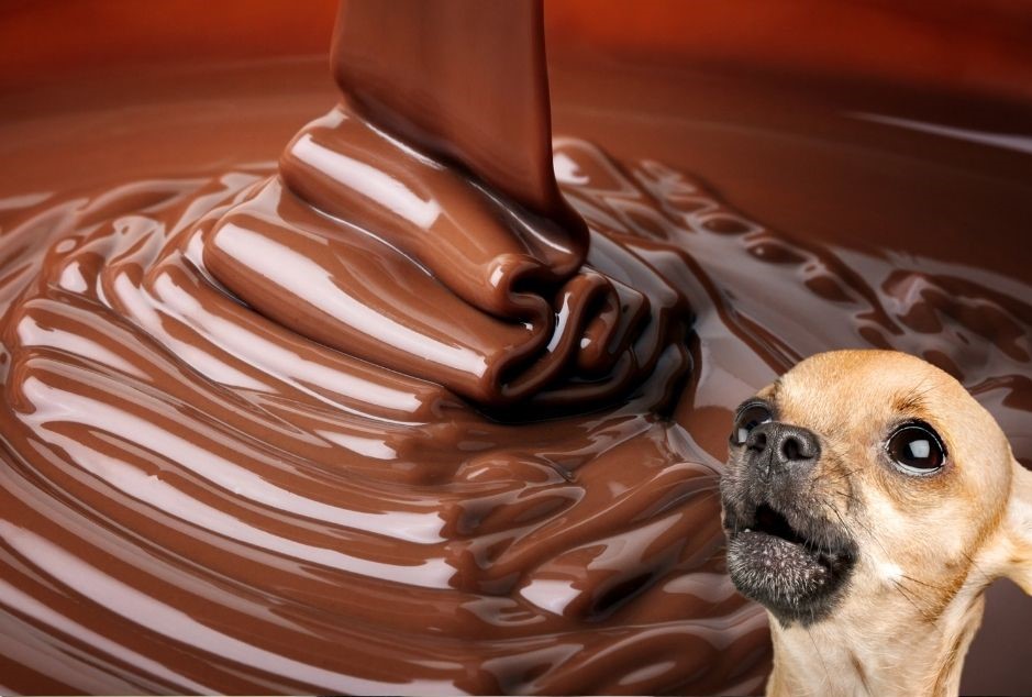 chocolate perros