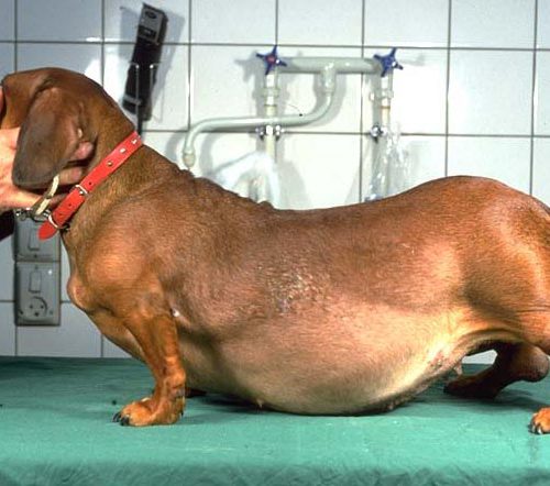 Síndrome de Cushing en perros (hiperadrenocorticismo)