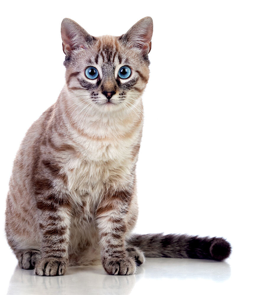 imagen gato veterinaria
