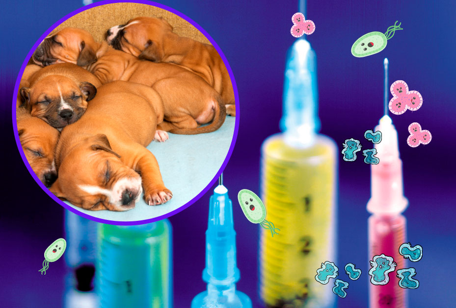 Las vacunas de los cachorros